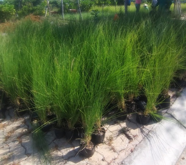 5 c&acirc;y gọi rắn v&agrave;o nh&agrave;- Ảnh 5.