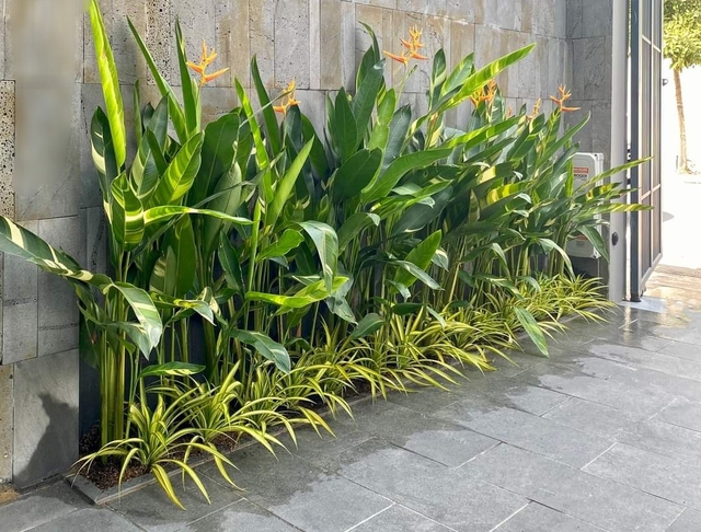 5 c&acirc;y gọi rắn v&agrave;o nh&agrave;- Ảnh 2.