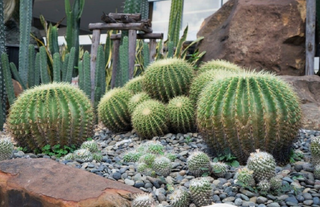 3 loại cây bị cho là mang "vận xui", năm 2026 nên tránh trồng trong sân nhà- Ảnh 3. 3 loại cây bị cho là mang "vận xui", năm 2026 nên tránh trồng trong sân nhà- Ảnh 3.