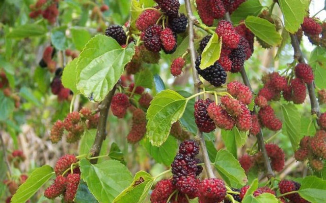 3 loại cây bị cho là mang "vận xui", năm 2026 nên tránh trồng trong sân nhà- Ảnh 2. 3 loại cây bị cho là mang "vận xui", năm 2026 nên tránh trồng trong sân nhà- Ảnh 2.