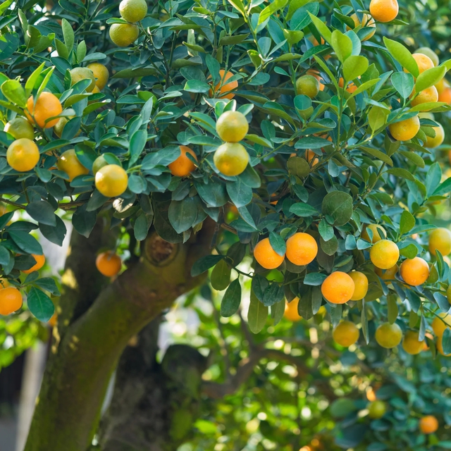 2 loại c&acirc;y n&ecirc;n trồng trước cửa nh&agrave; v&agrave;o năm mới: "H&uacute;t" t&agrave;i lộc, l&agrave;m thuốc cho cả gia đ&igrave;nh- Ảnh 1.