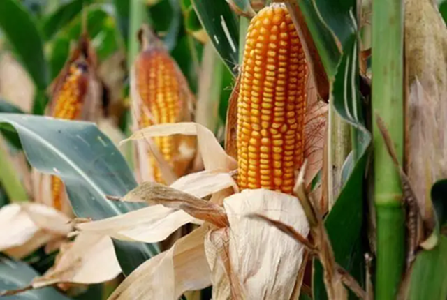 Nam giới muốn l&atilde;o h&oacute;a chậm, trẻ l&acirc;u n&ecirc;n thường xuy&ecirc;n ăn 3 loại thực phẩm n&agrave;y: Cơ thể khỏe hơn, tinh thần sung m&atilde;n hơn- Ảnh 2.