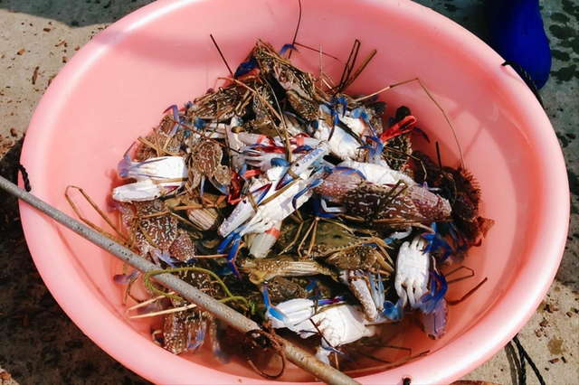 4 loại hải sản nhất định ĐỪNG MUA dịp s&aacute;t Tết, người b&aacute;n cũng phải thừa nhận: "Cho kh&ocirc;ng chưa chắc d&aacute;m ăn"- Ảnh 2.