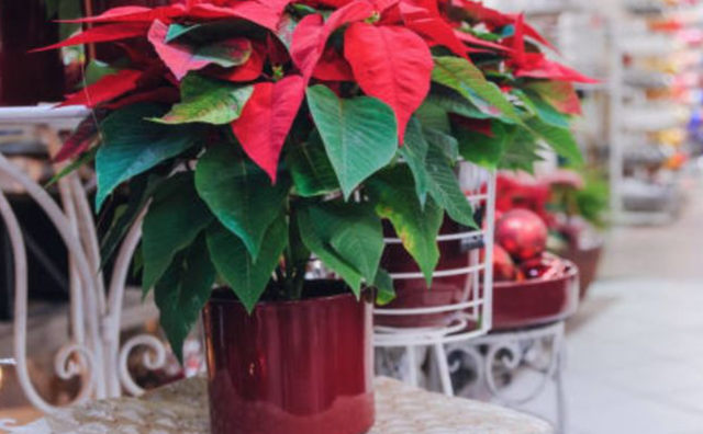 3 loại c&acirc;y n&ecirc;n trồng trong năm B&iacute;nh Ngọ- Ảnh 3.