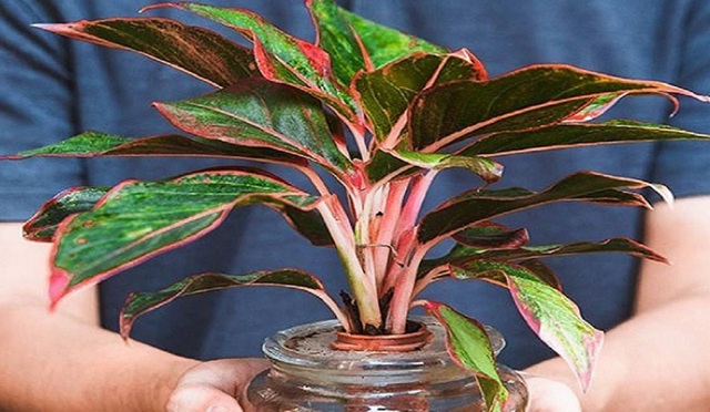 3 loại c&acirc;y n&ecirc;n trồng trong năm B&iacute;nh Ngọ- Ảnh 2.