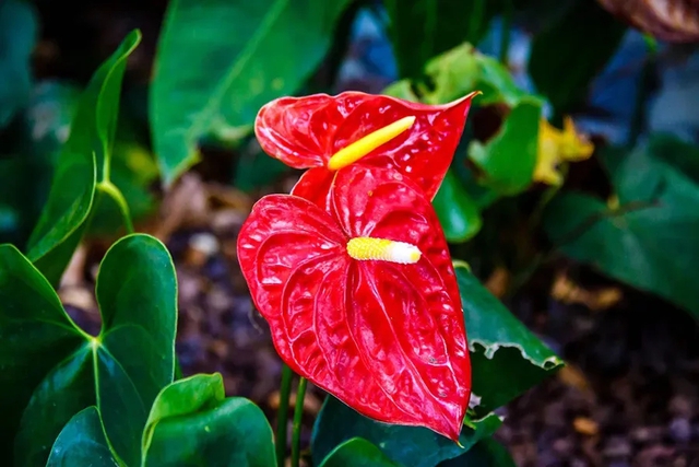 3 loại c&acirc;y n&ecirc;n trồng trong năm B&iacute;nh Ngọ- Ảnh 1.