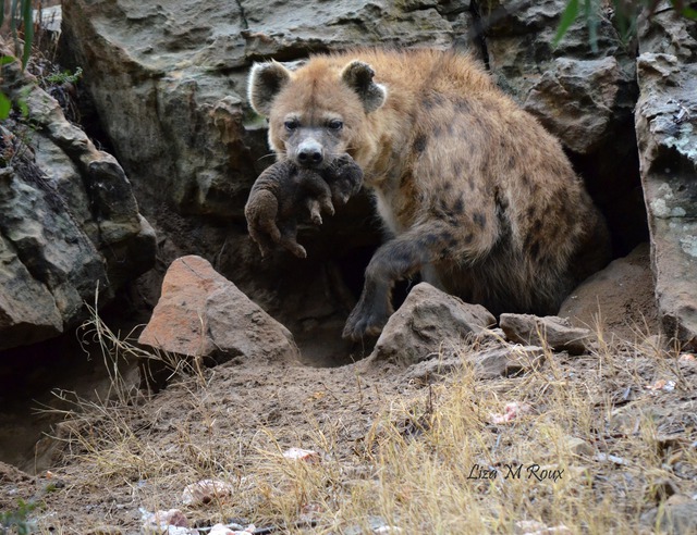 Linh cẩu c&oacute; thật sự chỉ l&agrave; kẻ ăn x&aacute;c thối v&agrave; liệu ch&uacute;ng c&oacute; thể trở th&agrave;nh th&uacute; cưng của con người?- Ảnh 2.