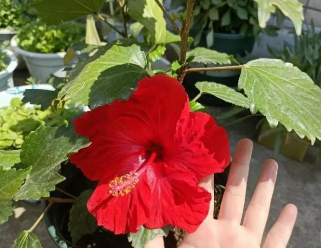 3 loại cây được cho là lọc không khí nhưng không nên trồng trong nhà- Ảnh 3. 3 loại cây được cho là lọc không khí nhưng không nên trồng trong nhà- Ảnh 3.