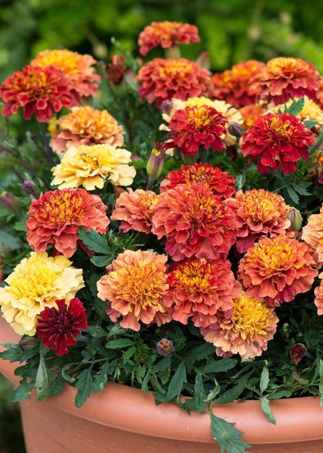 7 loại cây "hút" vượng khí, nên trồng trong vườn nhà- Ảnh 6.