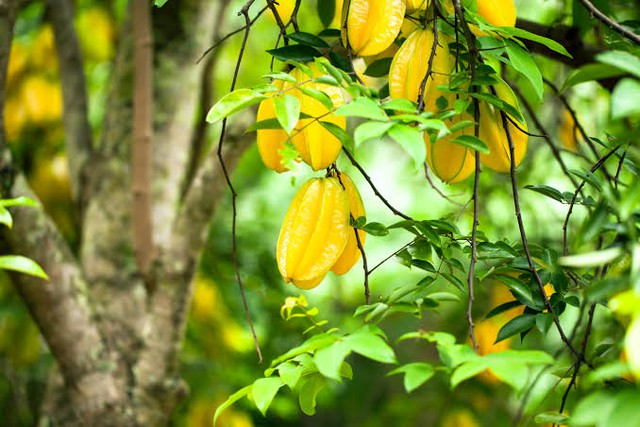 5 l&yacute; do gia đ&igrave;nh c&oacute; s&acirc;n vườn n&ecirc;n trồng một c&acirc;y khế trước nh&agrave;: L&yacute; do cuối li&ecirc;n quan đến phong thủy- Ảnh 1.