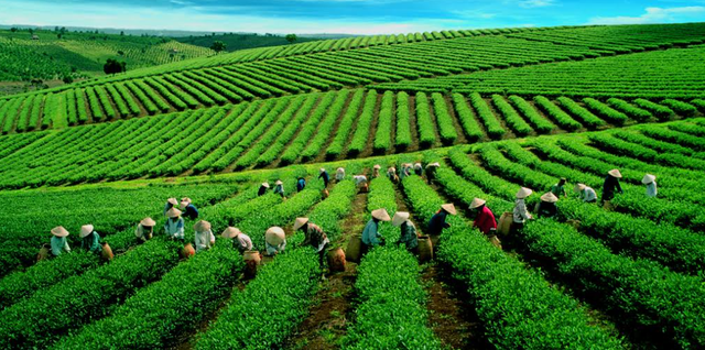 Festival Tr&agrave; Quốc tế - Th&aacute;i Nguy&ecirc;n 2026 với chủ đề &ldquo;Th&aacute;i Nguy&ecirc;n - Đệ nhất danh tr&agrave;&rdquo; - Ảnh 2.