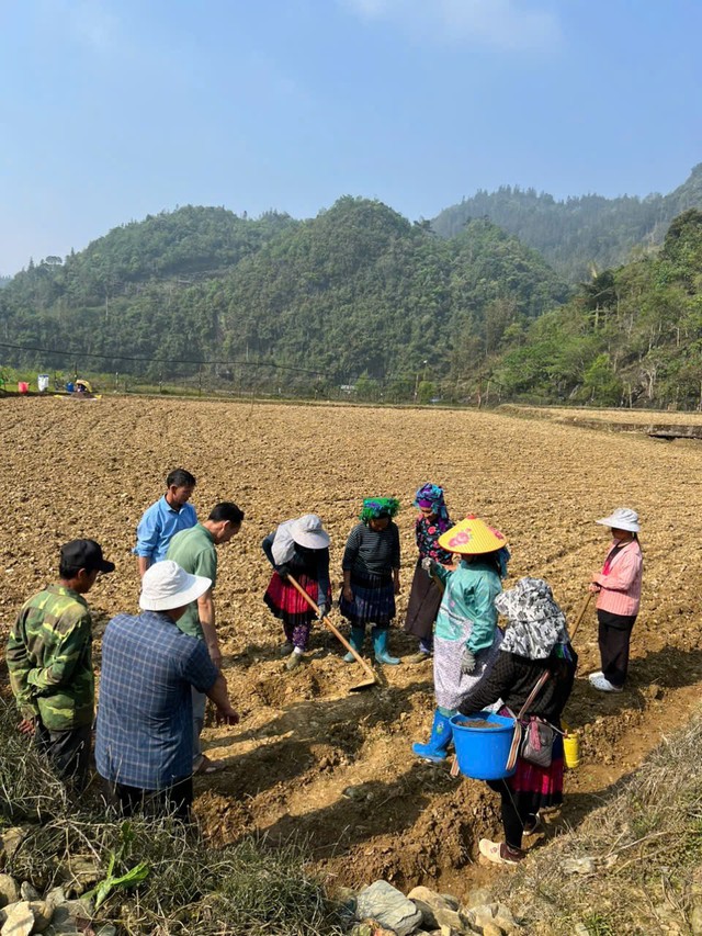 Pha Long - đưa c&acirc;y ng&ocirc; ngọt về trồng tr&ecirc;n v&ugrave;ng &ldquo;đất kh&aacute;t&rdquo; - Ảnh 1.
