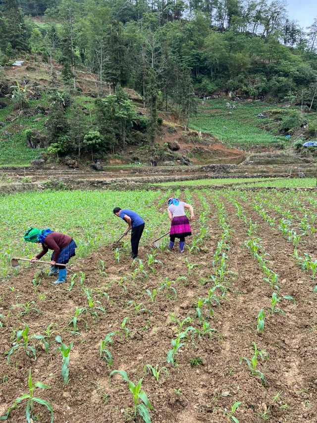 Pha Long - đưa c&acirc;y ng&ocirc; ngọt về trồng tr&ecirc;n v&ugrave;ng &ldquo;đất kh&aacute;t&rdquo; - Ảnh 2.