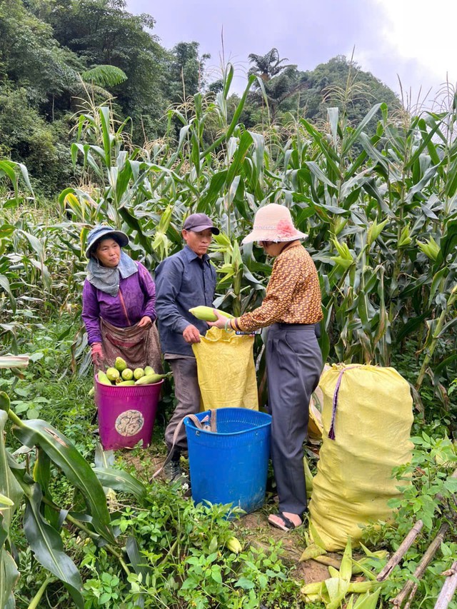 Pha Long - đưa c&acirc;y ng&ocirc; ngọt về trồng tr&ecirc;n v&ugrave;ng &ldquo;đất kh&aacute;t&rdquo; - Ảnh 3.