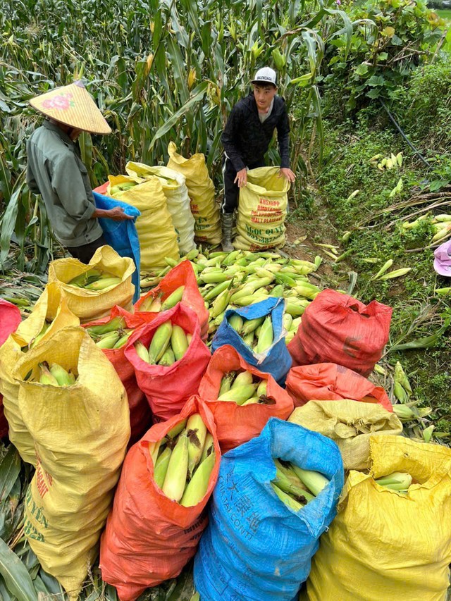 Pha Long - đưa c&acirc;y ng&ocirc; ngọt về trồng tr&ecirc;n v&ugrave;ng &ldquo;đất kh&aacute;t&rdquo; - Ảnh 4.