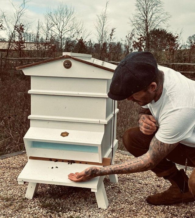Đ&agrave;n ong của David Beckham- Ảnh 2.