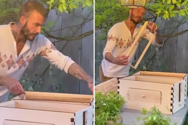 Đ&agrave;n ong của David Beckham- Ảnh 1.