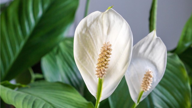 5 loại c&acirc;y được v&iacute; như &ldquo;nam ch&acirc;m h&uacute;t t&agrave;i lộc&rdquo;: Vừa đẹp, vừa dễ trồng - Ảnh 5.