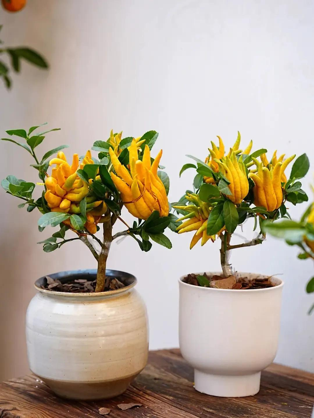 Người giàu nâng niu 3 loài cây này như báu vật trong nhà: Một cây nở hoa, một cây kết trái, một cây chỉ đứng im cũng toát ra vẻ phú quý - Ảnh 2.