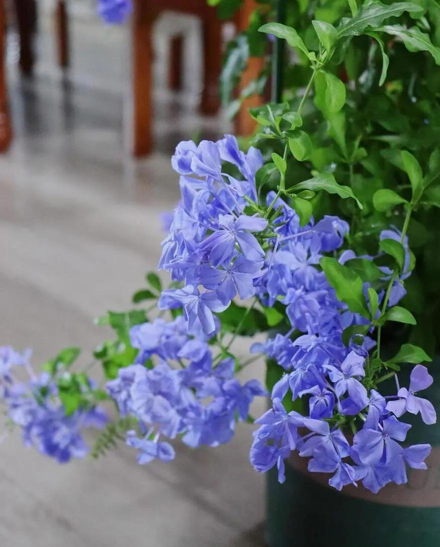 Nếu cổ tích có một khu vườn, 5 loài hoa này nhất định được trồng đầu tiên: Loài gom màu trời xanh vào cánh hoa, loài treo chuông tím giữa lưng chừng gió - Ảnh 2.