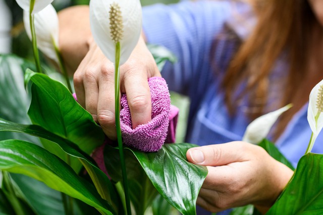 Nhiều người trồng c&acirc;y lan &yacute; trong nh&agrave;, h&oacute;a ra kh&ocirc;ng chỉ để l&agrave;m cảnh - Ảnh 3.