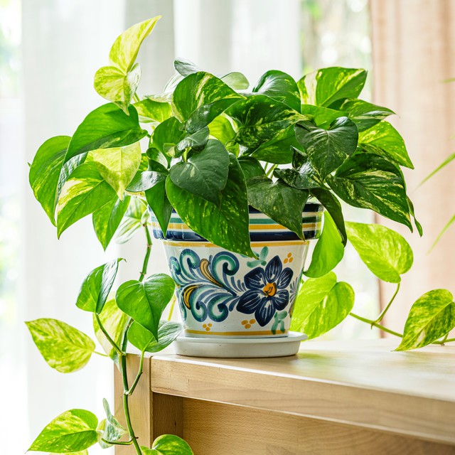Trồng c&acirc;y trầu b&agrave; trong nh&agrave;, chớ n&ecirc;n đặt ở vị tr&iacute; n&agrave;y kẻo "hao t&agrave;i, t&aacute;n lộc" - Ảnh 1.