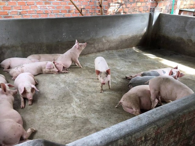 Nhà ở quê của Siu Black- Ảnh 6.