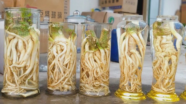 Lời khuy&ecirc;n cho những ai uống rượu ng&acirc;m đinh lăng - Ảnh 1.