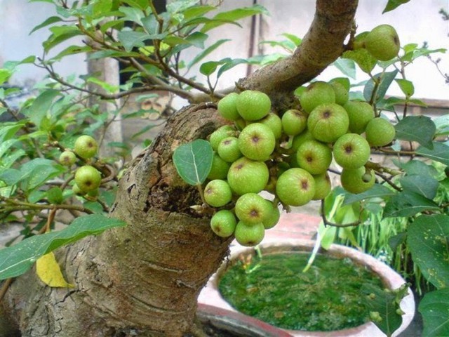 Nhiều gia đình trồng cây sung trong nhà, hóa ra không phải chỉ để lấy quả hay làm cảnh- Ảnh 1.
