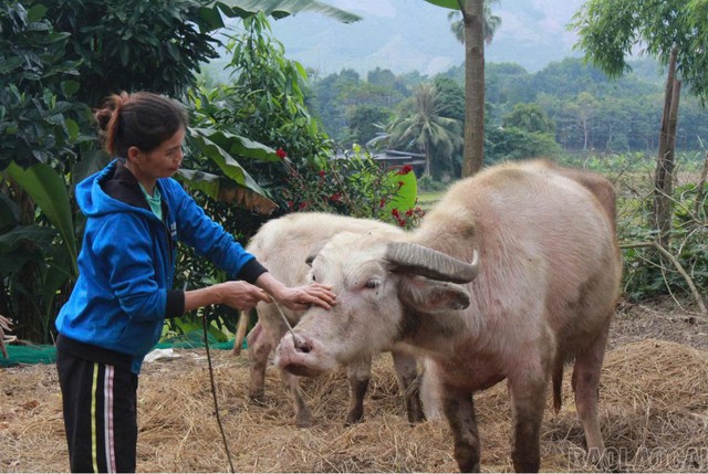 Xã Phúc Lợi hỗ trợ phát triển sản xuất, đa dạng hóa sinh kế và nhân rộng các mô hình giảm nghèo - Ảnh 5.