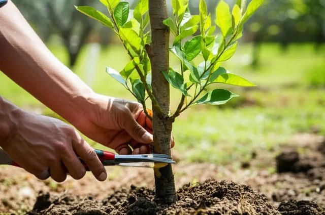 Lời khuy&ecirc;n cho những gia đ&igrave;nh đang trồng c&acirc;y ăn quả trong vườn nh&agrave; - Ảnh 1.