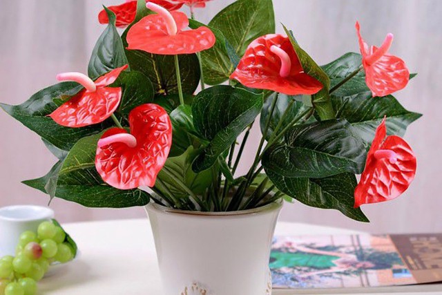 3 &ldquo;c&acirc;y giữ của&rdquo; h&uacute;t t&agrave;i lộc n&ecirc;n trồng trong năm B&iacute;nh Ngọ 2026 - Ảnh 1.