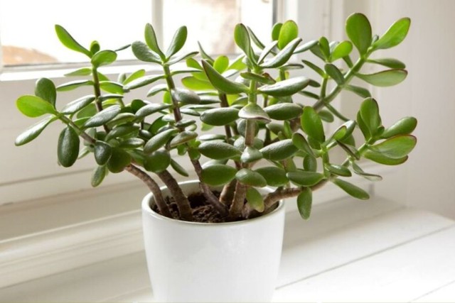 3 &ldquo;c&acirc;y giữ của&rdquo; h&uacute;t t&agrave;i lộc n&ecirc;n trồng trong năm B&iacute;nh Ngọ 2026 - Ảnh 2.