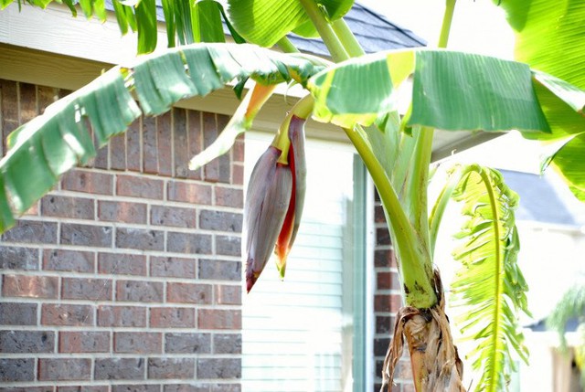 3 loại c&acirc;y n&ecirc;n tr&aacute;nh trồng trước nh&agrave; năm B&iacute;nh Ngọ- Ảnh 1.