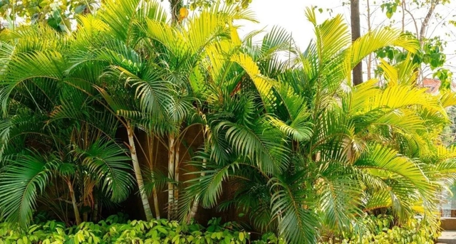 5 loại c&acirc;y đặt trong nh&agrave; ng&agrave;y Tết sạch kh&ocirc;ng kh&iacute;, đ&oacute;n t&agrave;i lộc tăng tuổi thọ - Ảnh 1.