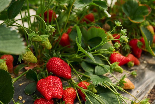 4 loại c&acirc;y n&ecirc;n trồng tại ban c&ocirc;ng trong năm B&iacute;nh Ngọ tăng vượng kh&iacute;, gi&uacute;p trường thọ- Ảnh 2.