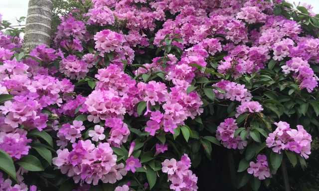 5 lo&agrave;i hoa n&ecirc;n tr&aacute;nh cắm ng&agrave;y Tết: T&aacute;n lộc, đặt đ&acirc;u trong nh&agrave; cũng kh&ocirc;ng tốt cho sức khỏe- Ảnh 2.