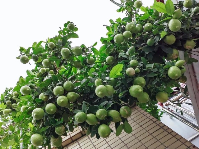 4 loại c&acirc;y n&ecirc;n trồng tại ban c&ocirc;ng trong năm B&iacute;nh Ngọ tăng vượng kh&iacute;, gi&uacute;p trường thọ- Ảnh 1.