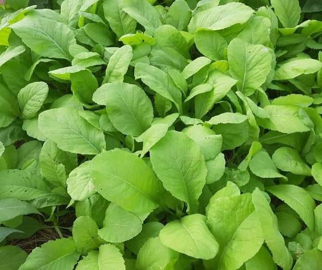 Gần Tết đi chợ mua rau cần thận trọng với 6 loại rau dễ tồn dư thuốc trừ s&acirc;u, đừng bỏ qua những lưu &yacute; quan trọng n&agrave;y- Ảnh 2.