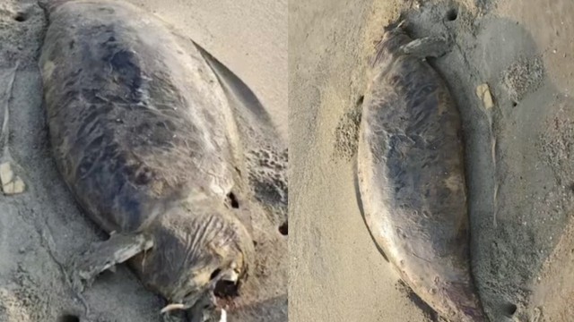 &ldquo;N&agrave;ng ti&ecirc;n c&aacute;&rdquo; đ&atilde; tuyệt chủng vừa t&aacute;i xuất? Ph&aacute;t hiện x&aacute;c sinh vật b&iacute; ẩn d&agrave;i 1,5 m&eacute;t, phần đầu đ&atilde; ph&acirc;n hủy- Ảnh 1.