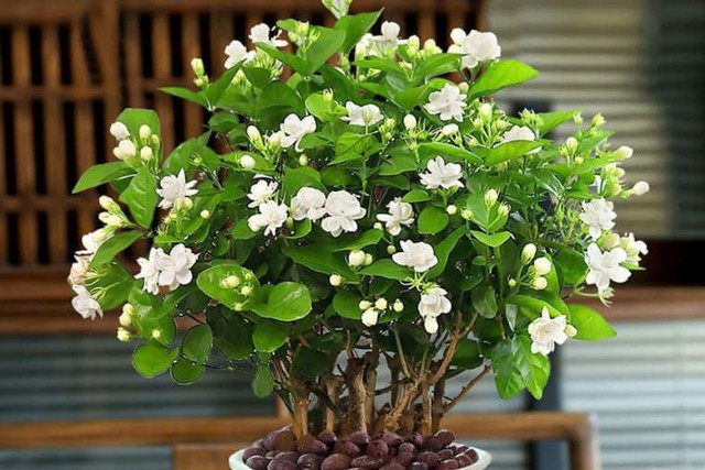 5 loại hoa trưng Tết l&agrave; "m&aacute;y lọc sạch kh&iacute;", đ&oacute;n t&agrave;i lộc đầu năm- Ảnh 2.