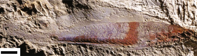 Ph&aacute;t hiện chấn động: Tổ ti&ecirc;n 500 triệu năm trước của lo&agrave;i người từng nh&igrave;n đời bằng bốn con mắt! - Ảnh 2.