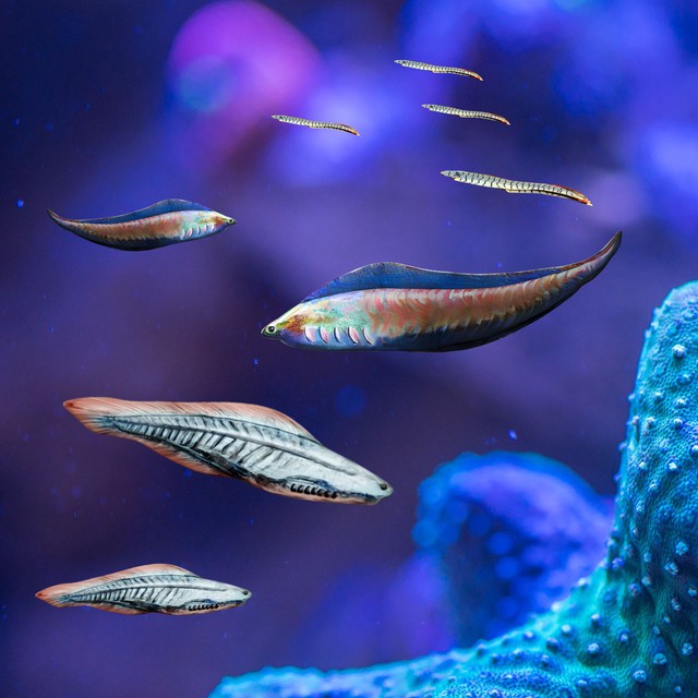 Ph&aacute;t hiện chấn động: Tổ ti&ecirc;n 500 triệu năm trước của lo&agrave;i người từng nh&igrave;n đời bằng bốn con mắt! - Ảnh 3.