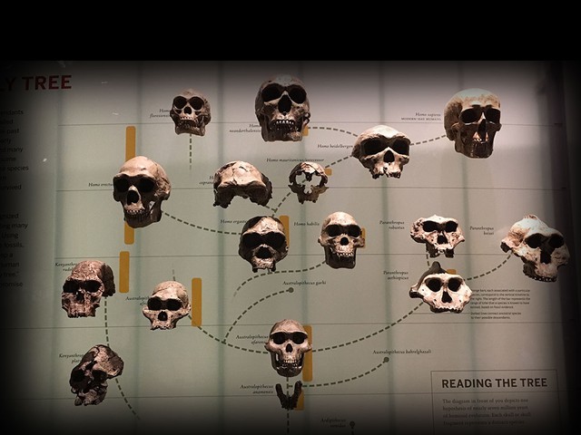 D&ograve;ng d&otilde;i ma l&agrave; g&igrave;? Liệu n&oacute; c&oacute; trong ADN của bạn v&agrave; t&ocirc;i kh&ocirc;ng?- Ảnh 1.