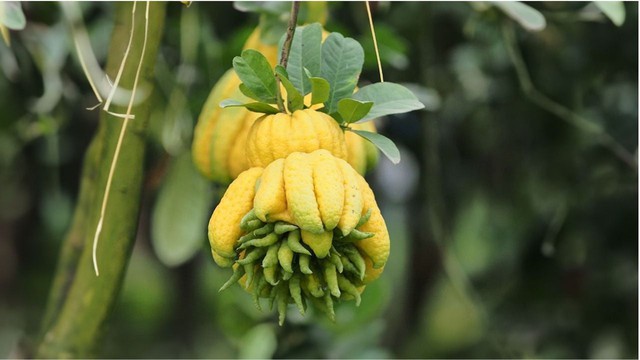 5 loại c&acirc;y trồng trong nh&agrave; mang tới sung t&uacute;c, may mắn năm 2026- Ảnh 2.