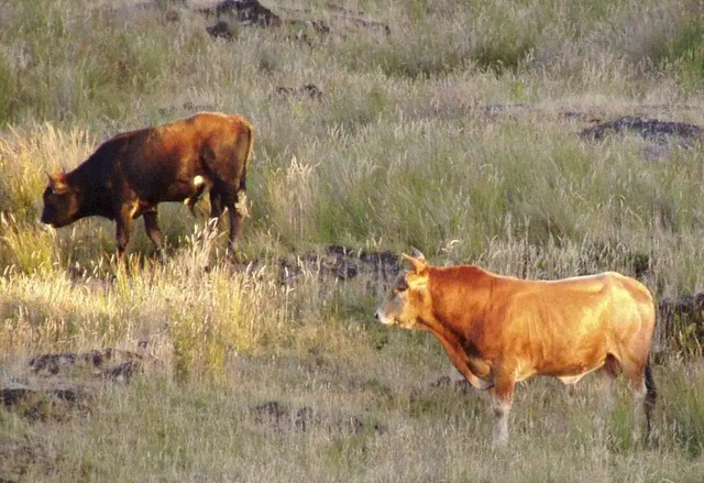 Sự trỗi dậy v&agrave; sụp đổ của "đảo b&ograve;": 140 năm tiến h&oacute;a thần tốc kết th&uacute;c bằng một quyết định t&agrave;n khốc- Ảnh 3.