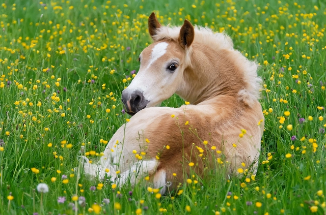 Chuyện kh&ocirc;ng ai biết về con ngựa- Ảnh 1.