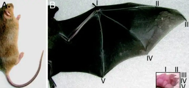 Tại sao dơi l&agrave; động vật c&oacute; v&uacute; duy nhất c&oacute; thể bay thực thụ?- Ảnh 3.