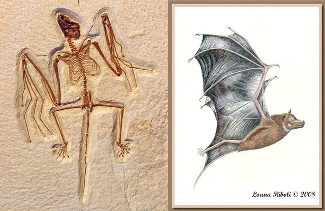 Tại sao dơi l&agrave; động vật c&oacute; v&uacute; duy nhất c&oacute; thể bay thực thụ?- Ảnh 2.