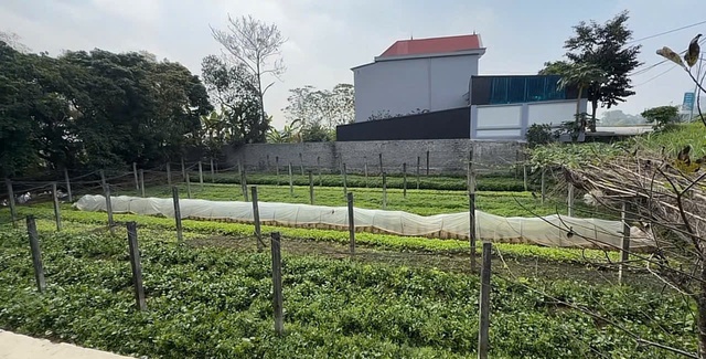 Khi t&ocirc;i về Tết qu&ecirc; chồng v&agrave; t&igrave;m lại hương vị l&agrave;ng Việt - Ảnh 5.